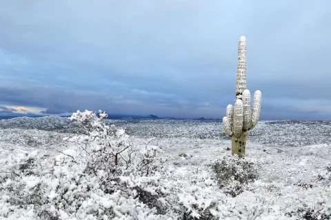 Desert in the winter season